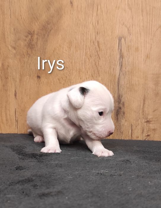 Parson Russell Terrier