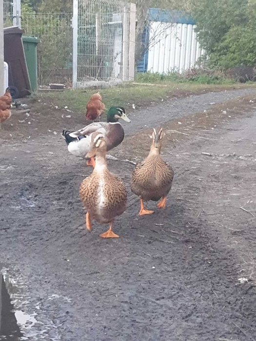 Kaczki staropolskie i francuskie- para
