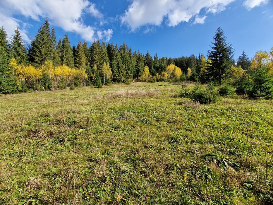 Оренда ділянки в центрі Яблуниці посеред лісу