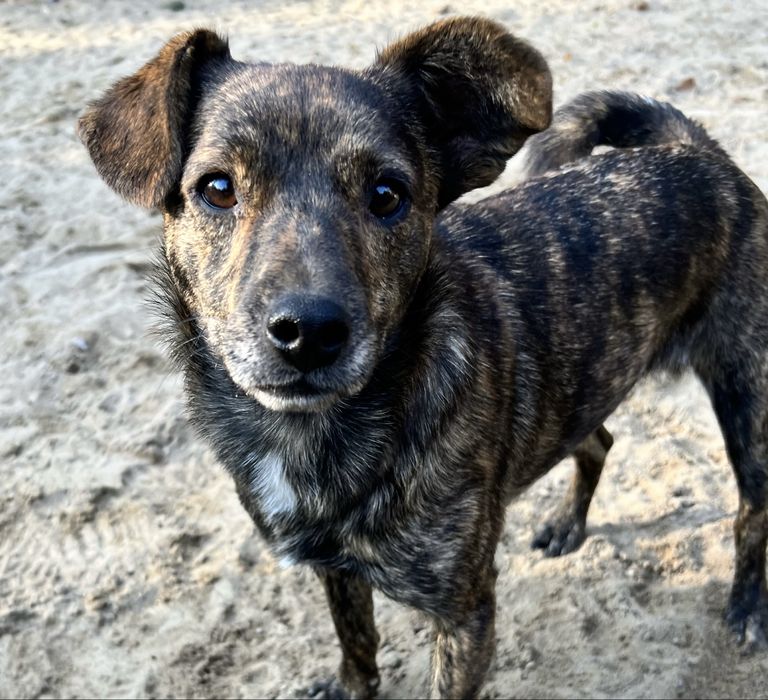 Pogodny Cukierek szuka domu