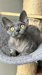 Sprzedam niebieska kotkę devon rex do hodowli