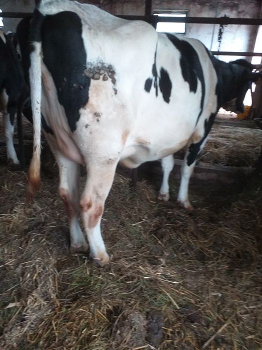 Sprzedam jałówki wysokocielne