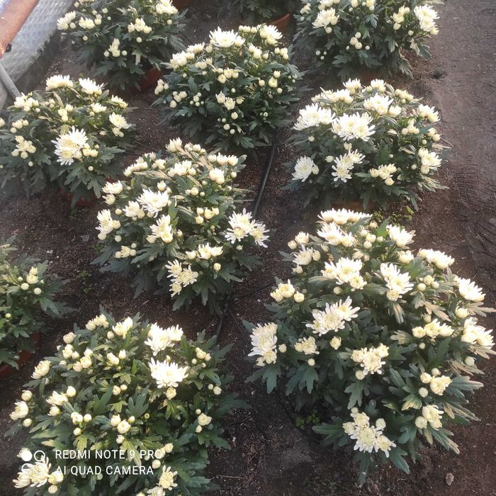 Chryzantemy drobnokwiatowe ,średniokwiatowe, wielkokwiatowe