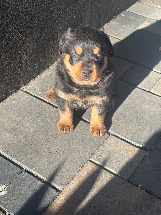 Szczenie rottwailer