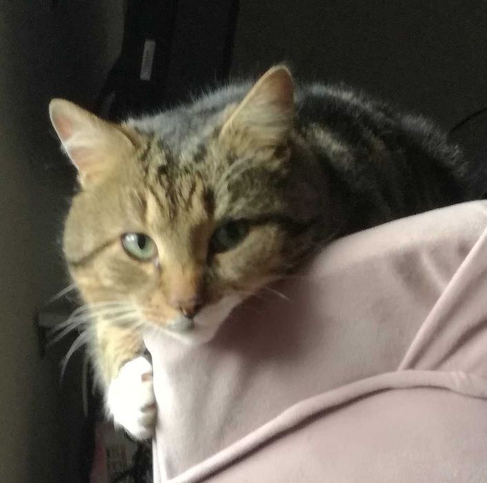 Zaginął kot z krzywą łapką TITO