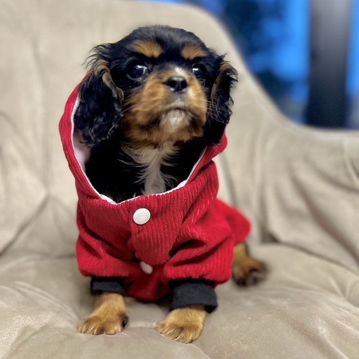Cavalier King Charles Spaniel black&tan piesek