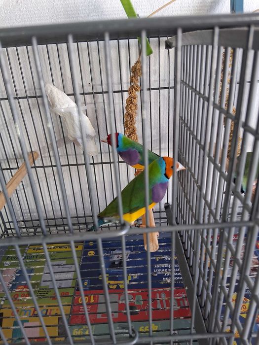 Diamantes gould 2025 , Bengalins  e Mandarins