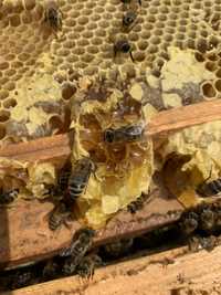 Відводки бджіл, сімья