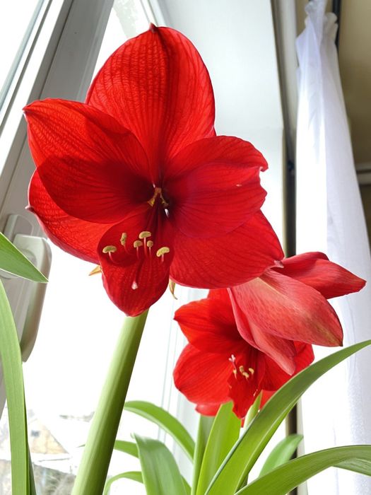 Гіпераструм (амариліс, кімнатна лілія)