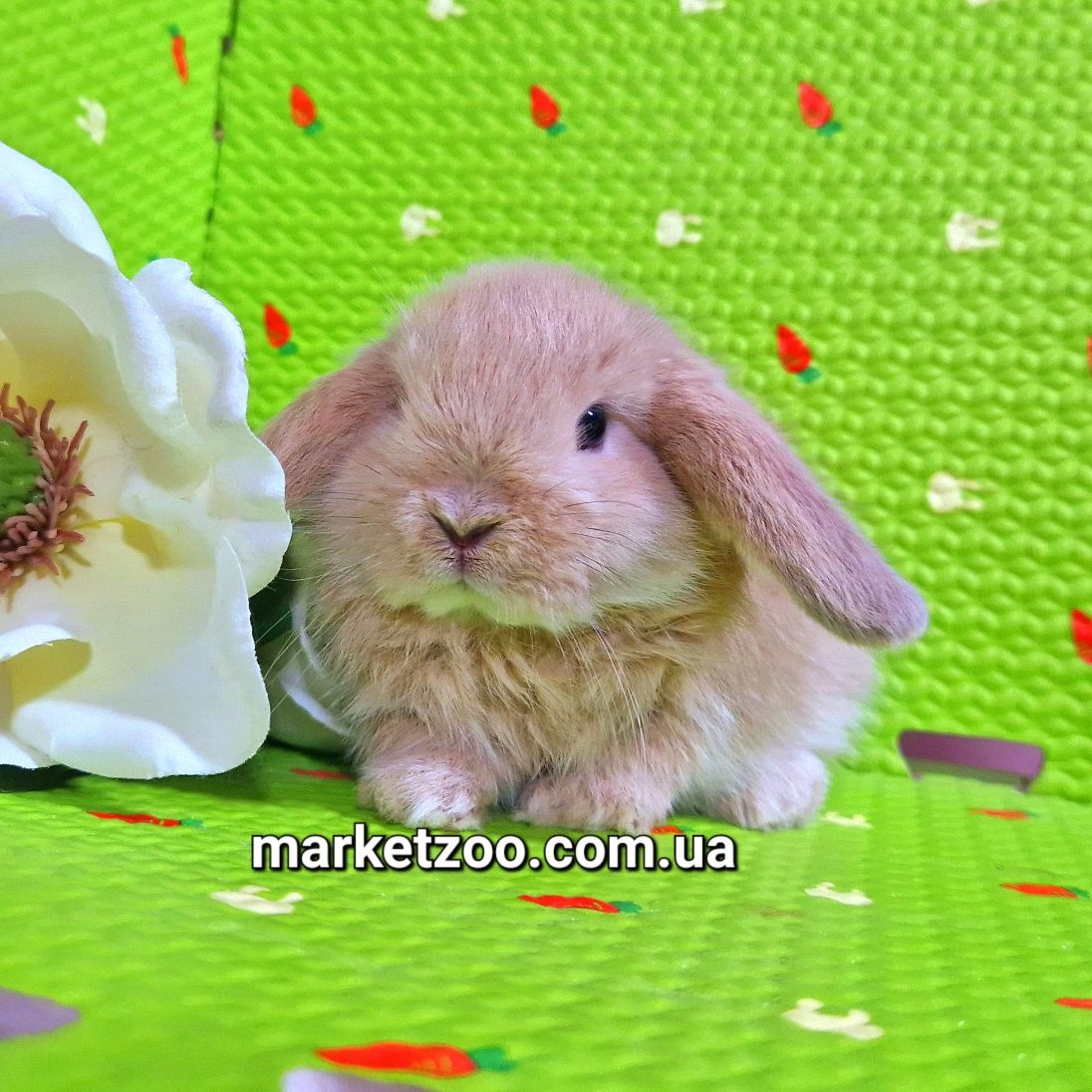 Мини баранчики вислоухие карликовые кролики mini lop крем