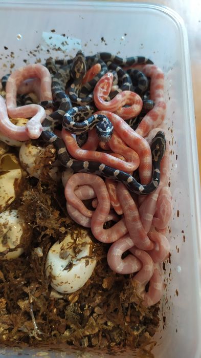 Wąż zbożowy ( węże zbożowe)