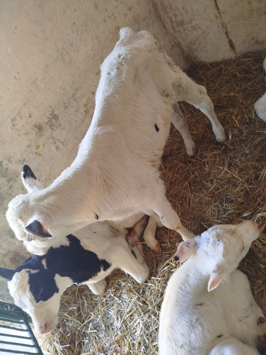 2 jałówki i byczek   2-3 tygodnie zdrowe bez biegunek