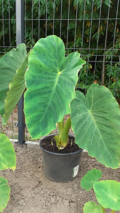 Kolokazja Colocasia Uszy Słonia