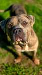 Lunek w typie american bully XL do adopcji!