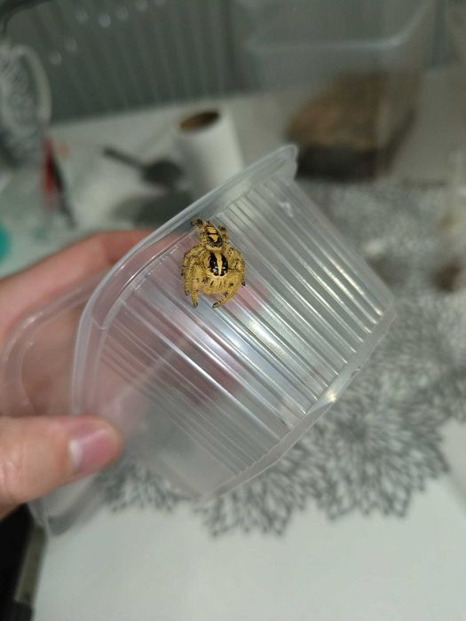 Skakun parki sub/adult Hyllus diardi