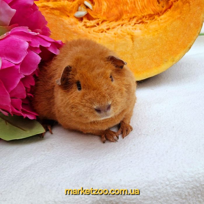 Шикарна яскрава дівчинка тедді,морская,морська свинка,морские,морські