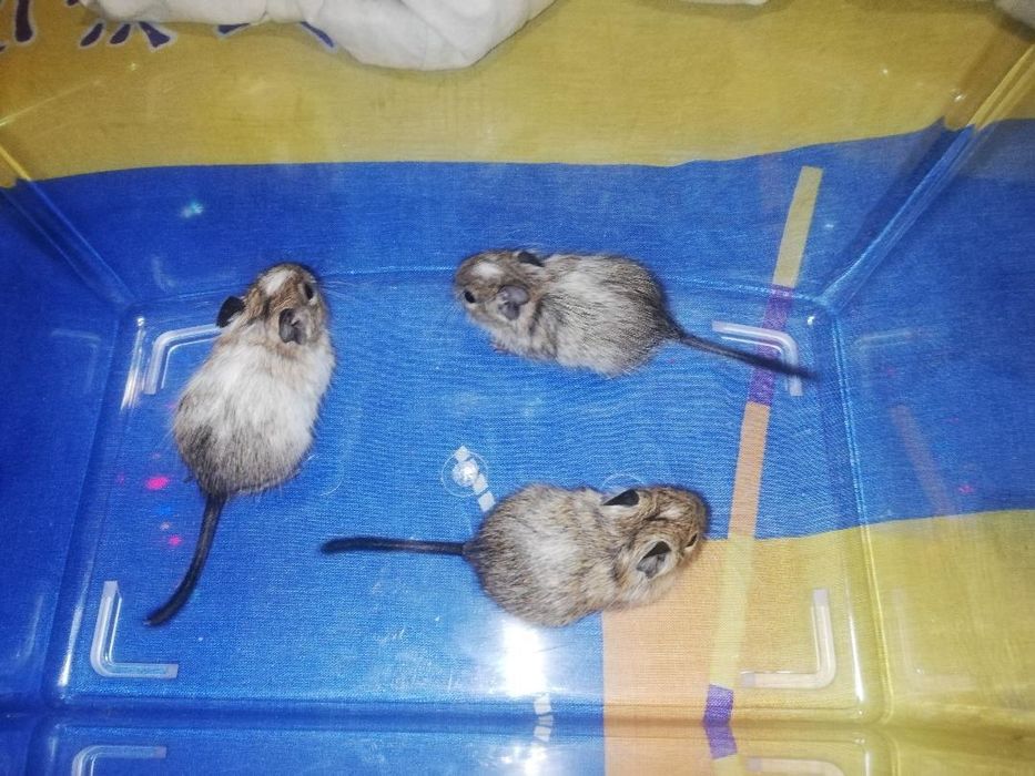 Грызуны травоядные