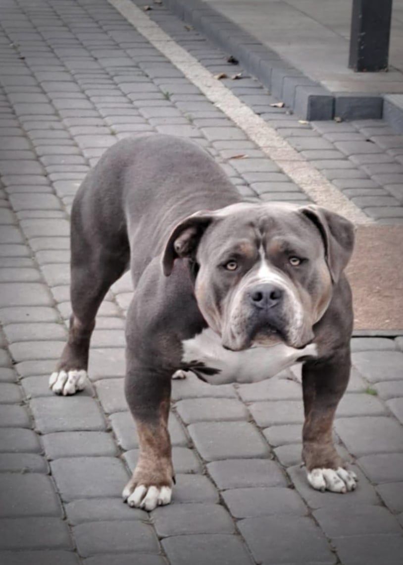 American bully mocna budowa