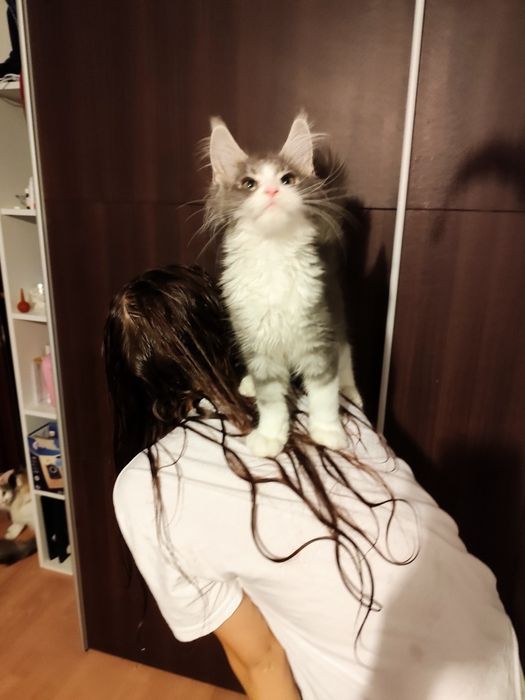 Kocur Nugat Maine coon FPL