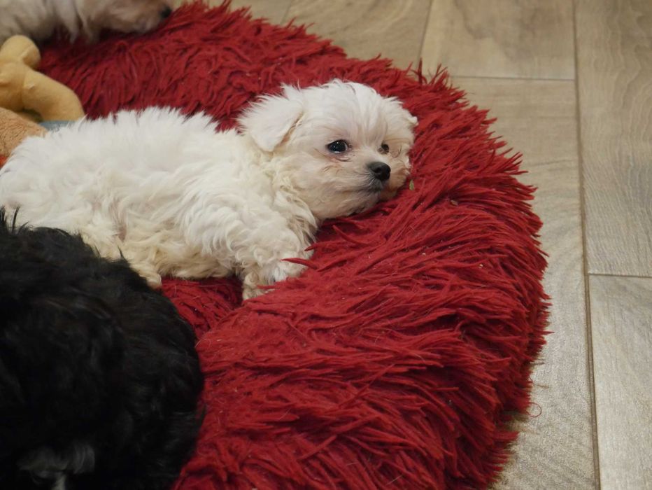 Maltańczyk - Mini chłopak