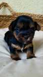 York Yorkshie terrier miniaturka samiec pies
