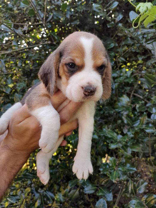 Beagle Tri color Menino
