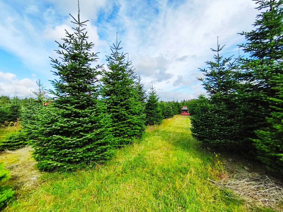 Jodła kaukaska cięta PRIMA PREMIUM 350-550cm