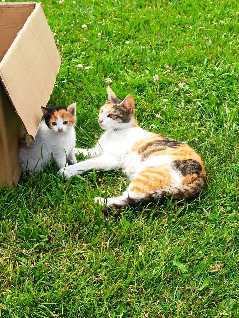 Kot kotek kotka do adopcji