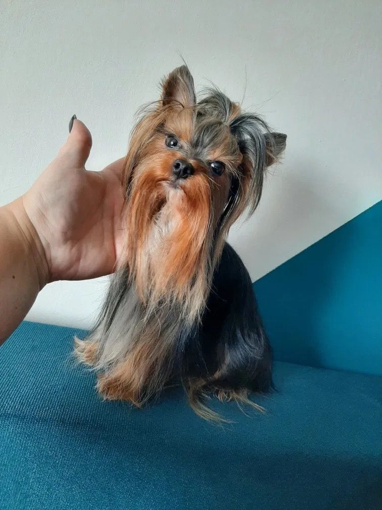 Yorkshire terrier:)