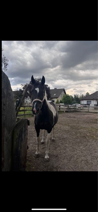 Klacz szuka dobrego domu