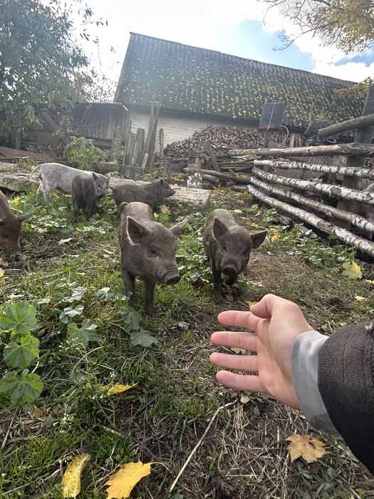 Поросята Вєтнамське+Мангалиця