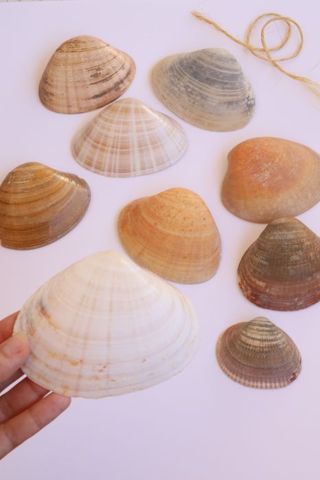 Conjunto 9 conchas do mar