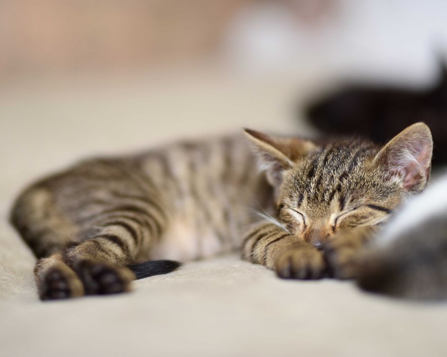 Kopciuszek szuka domu! Fundacja "Stawiamy na Łapy"