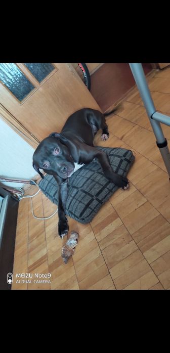 РОЗШУК!!!ПРОПАВ собака американський пітбуль, 4,5 р, ВИНАГОРОДА