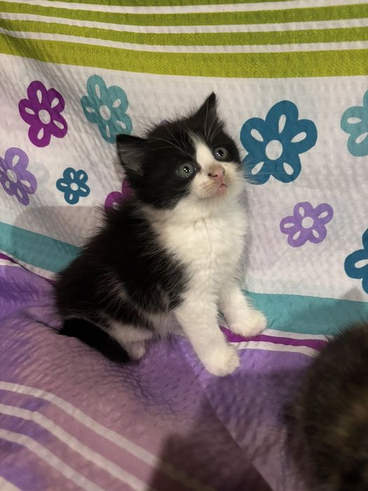 Кошеня в добрі руки