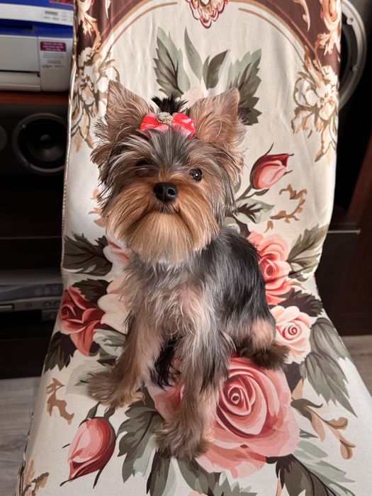 Suczka yorkshire terrier