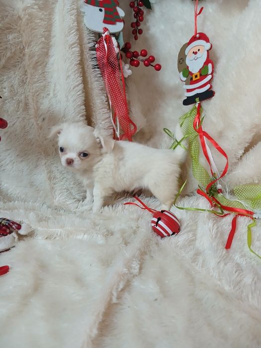 Chihuahua Macho Mini Lop e Afixo Criadora Registada PT 3088 FL