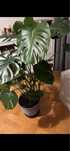 Monstera duża i piękna.