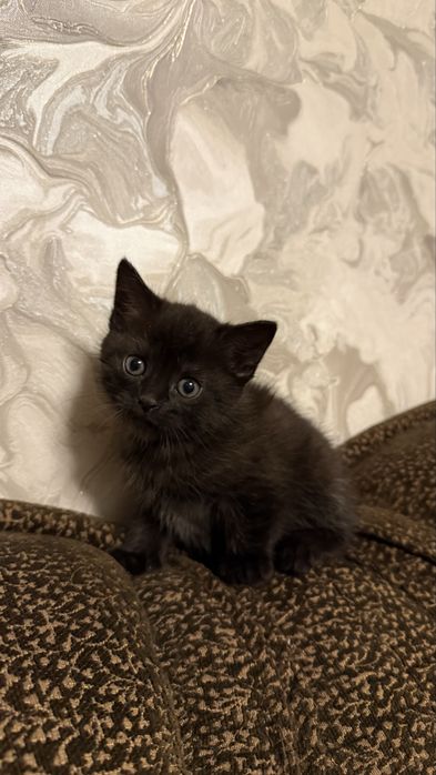 Віддам у добрі руки