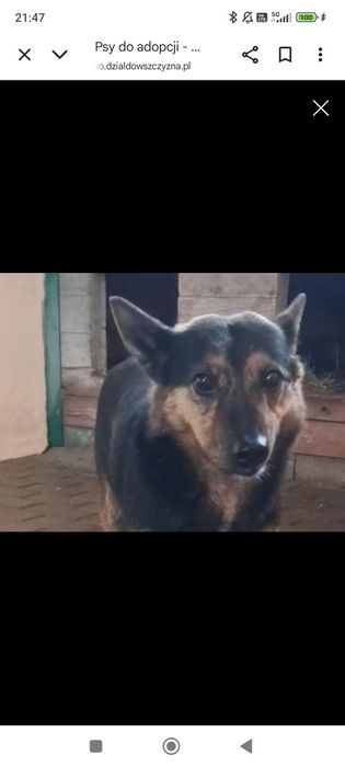 Henia nadal czeka na dom!