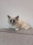 Ragdoll z domowej hodowli z rodowodem Felis Polonia