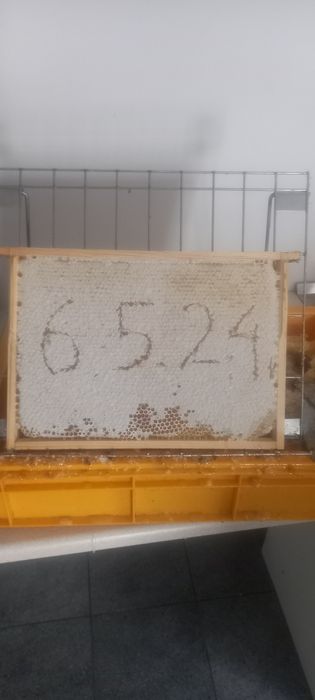 Miód naturalny rzepakowy  2025r