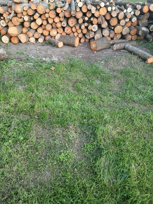 Drzewo opalowe lisciaste