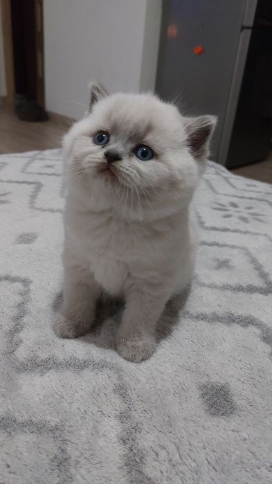 Kot brytyjski krótkowłosy