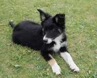 Border Collie czarno-biała suczka 14 tygodni