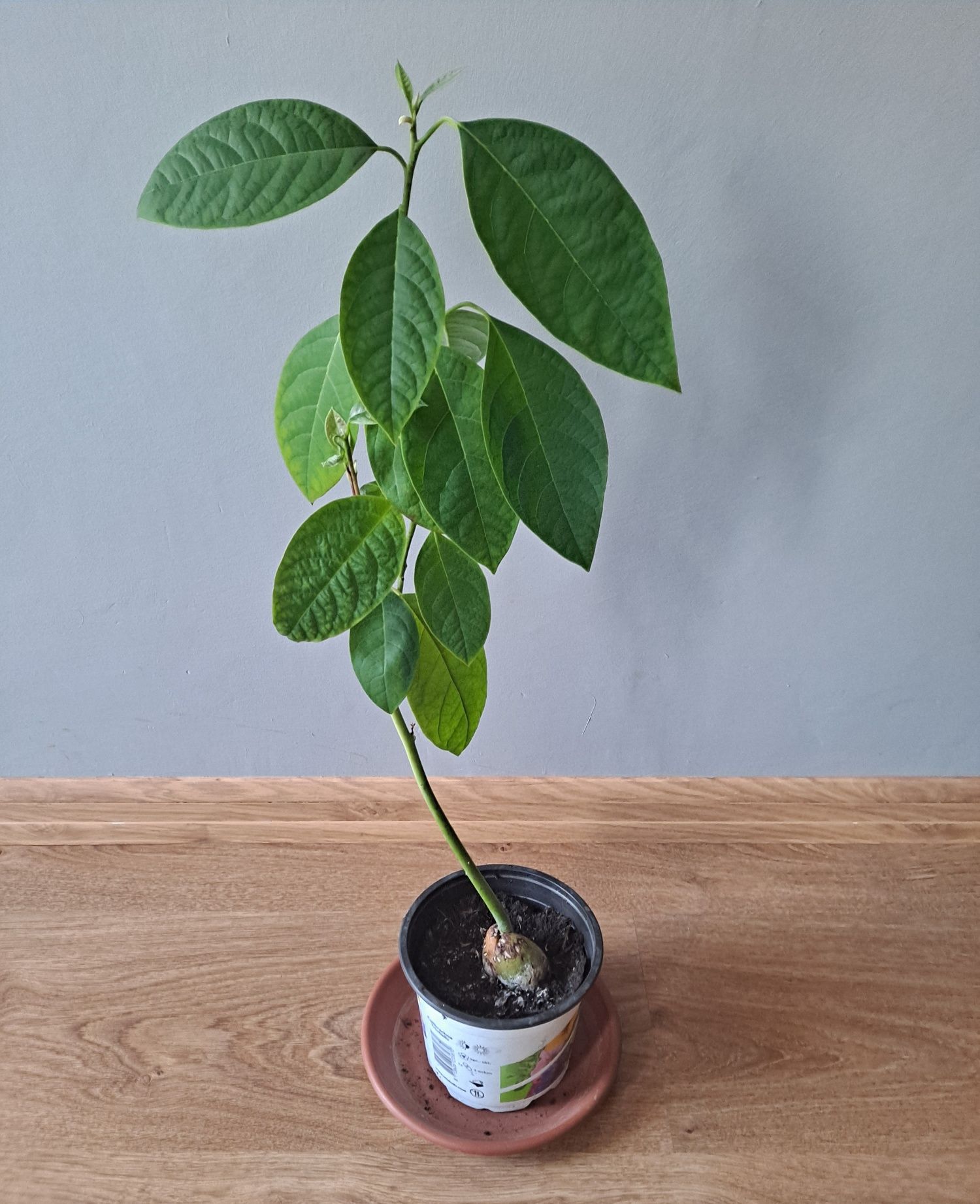 Kwiat awokado wysokość 40 cm