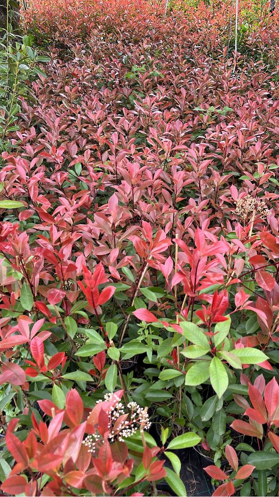 Photinia Red Robin – Cerca Viva Rápida e Resistente