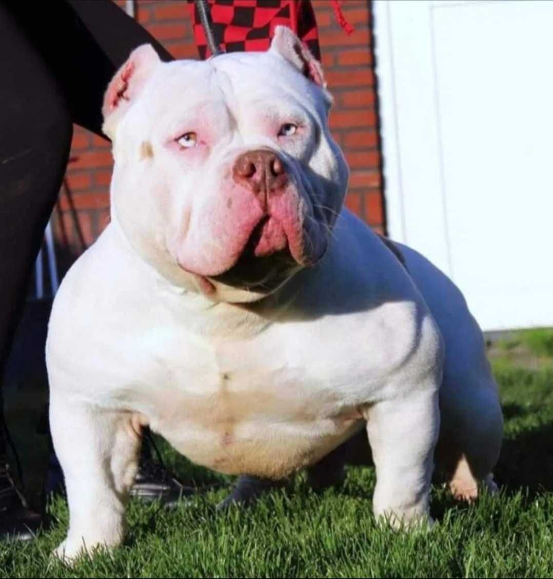 American bully abkc