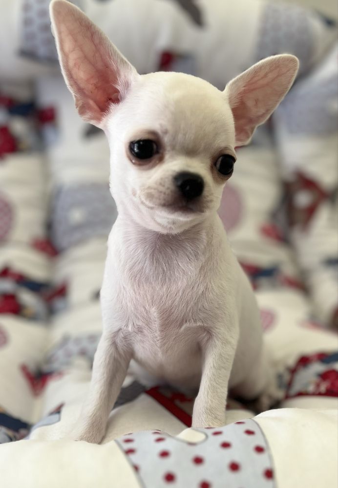 Chihuahua Macho Pequenino