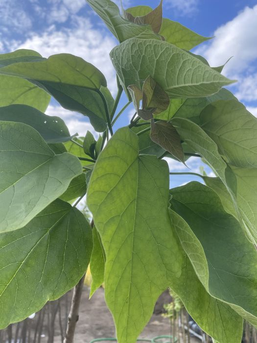 Polecamy : Catalpa Nana wysokosc 180-210 cm
